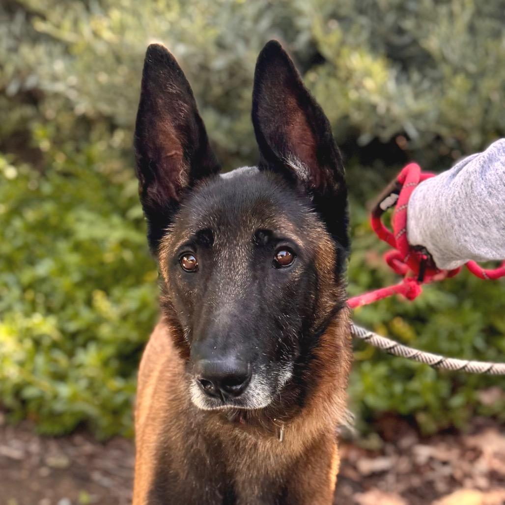 Enlarge Marco (C000-762) - Chino Hills Location, a Adoptable Belgian Shepherd / Malinois in Chino Hills, CA image 6/6