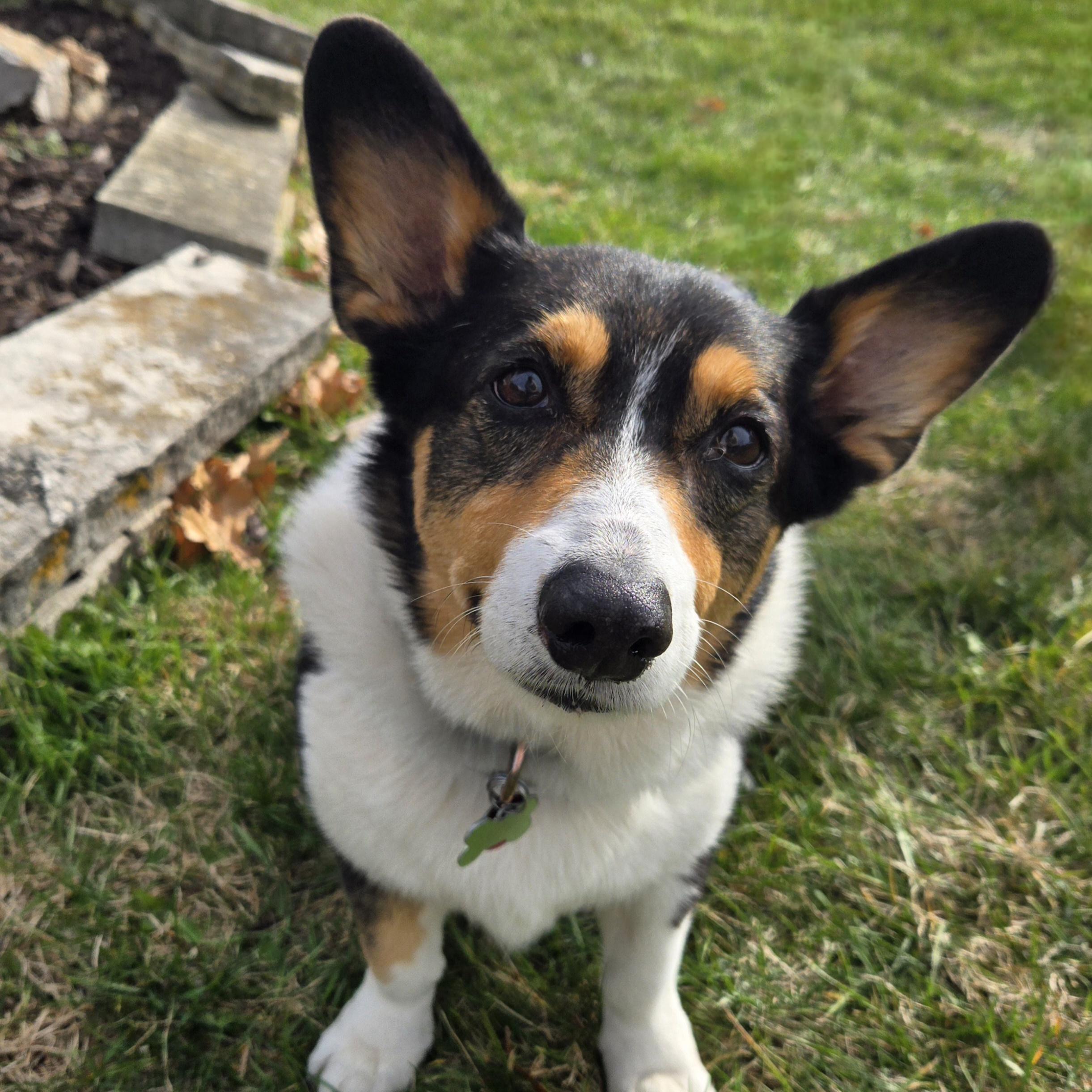 Enlarge Lily, a Adoptable Pembroke Welsh Corgi in Normal, IL image 3/6