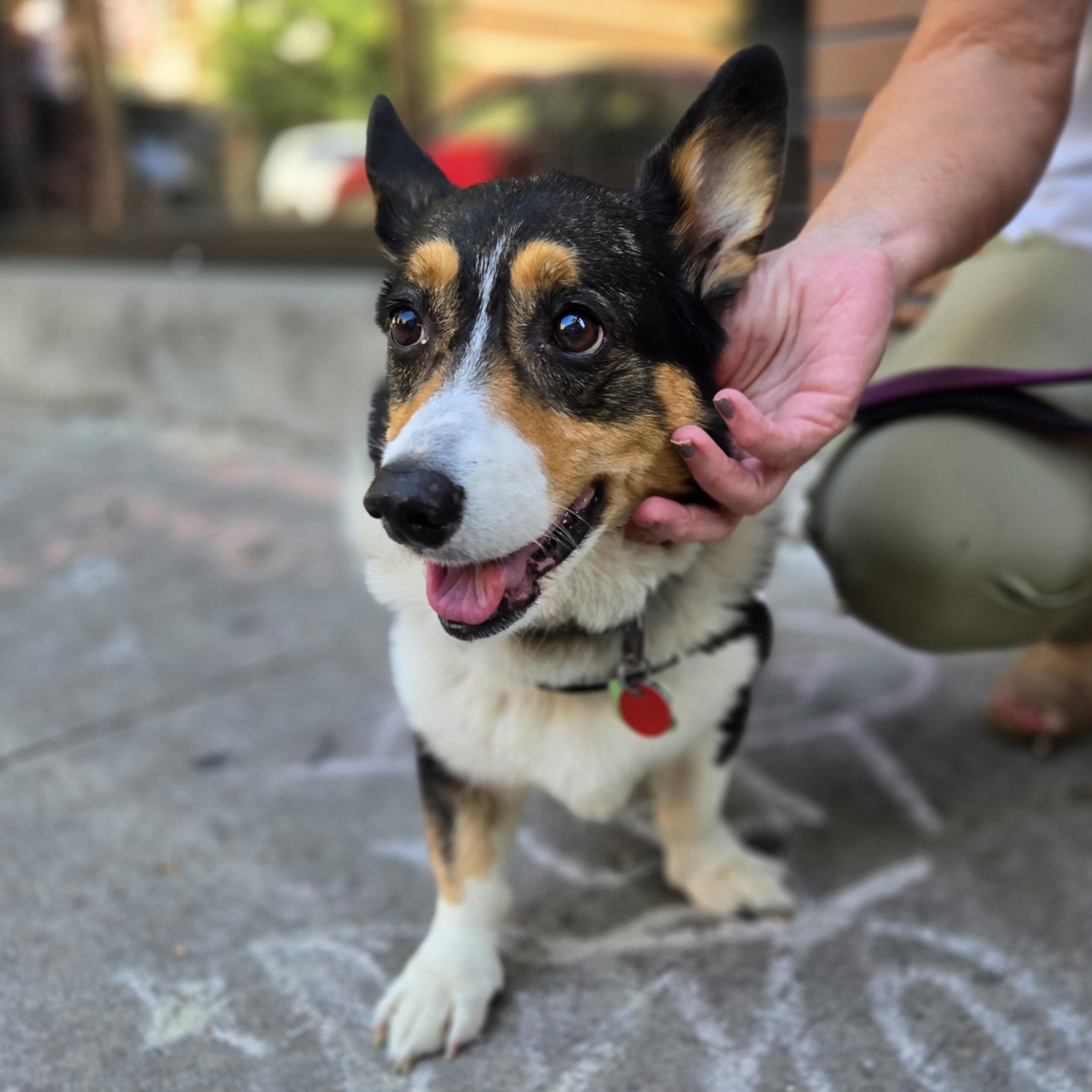 Enlarge Lily, a Adoptable Pembroke Welsh Corgi in Normal, IL image 5/6