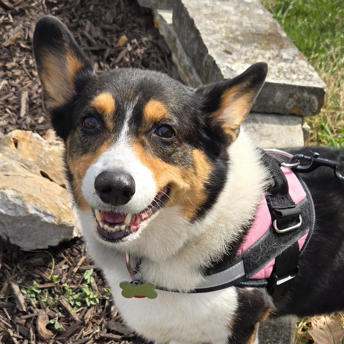 Enlarge Lily, a Adoptable Pembroke Welsh Corgi in Normal, IL image 1/6