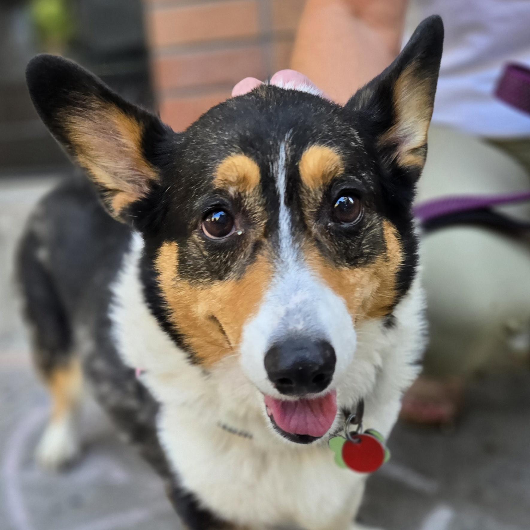 Enlarge Lily, a Adoptable Pembroke Welsh Corgi in Normal, IL image 2/6