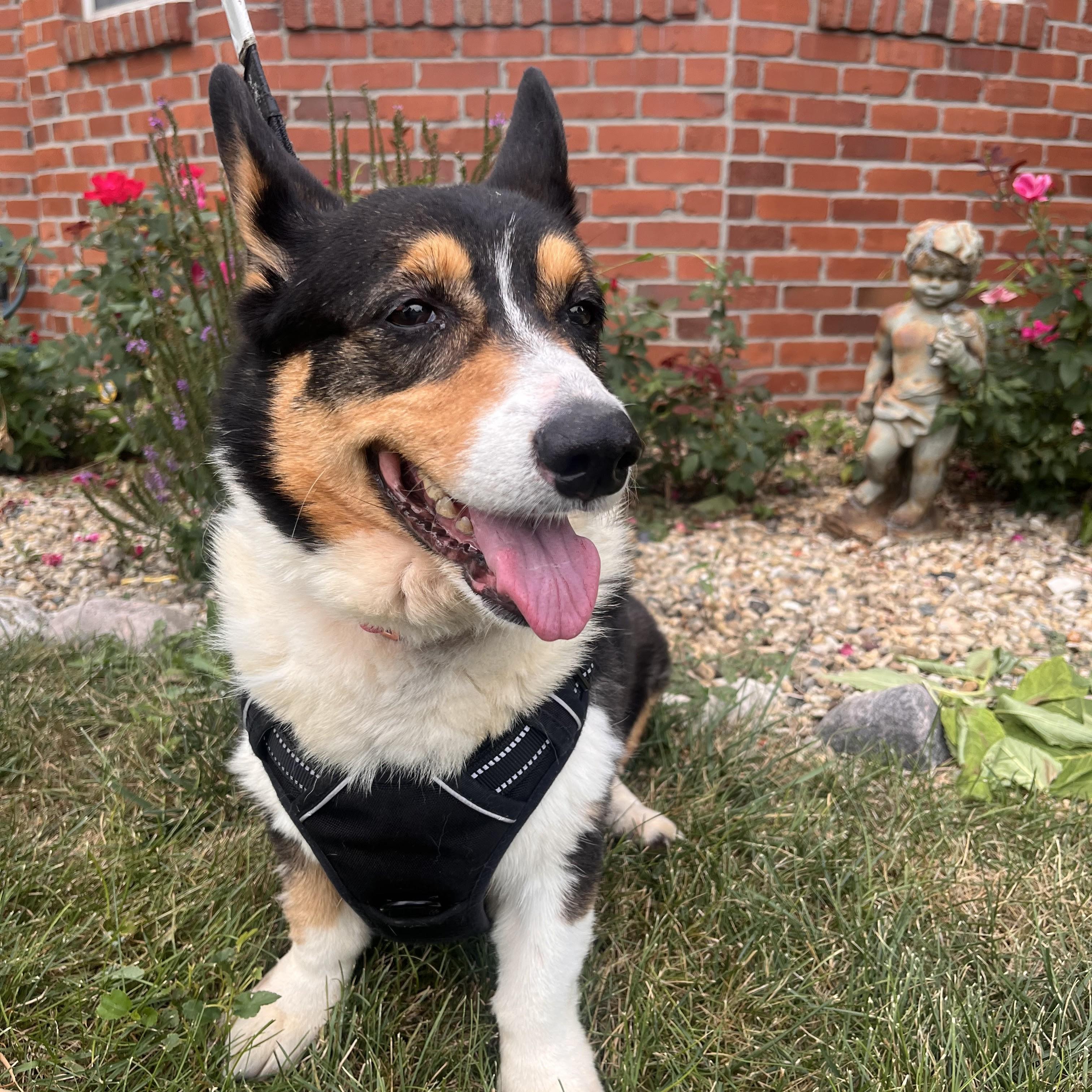 Enlarge Lily, a Adoptable Pembroke Welsh Corgi in Normal, IL image 6/6