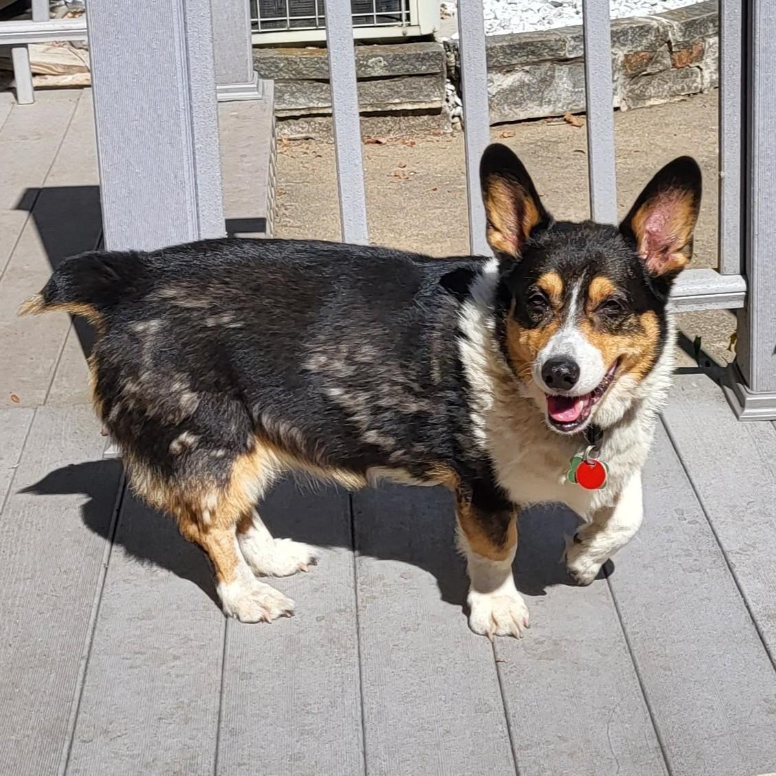 Enlarge Lily, a Adoptable Pembroke Welsh Corgi in Normal, IL image 4/6