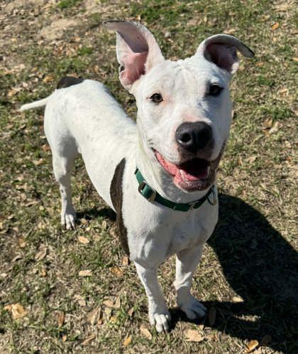 Enlarge Dancing Queen, a ADOPTABLE mixed breed in Inverness, FL image 2/2