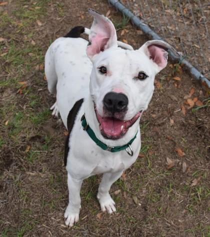 Enlarge Dancing Queen, a ADOPTABLE mixed breed in Inverness, FL image 1/2