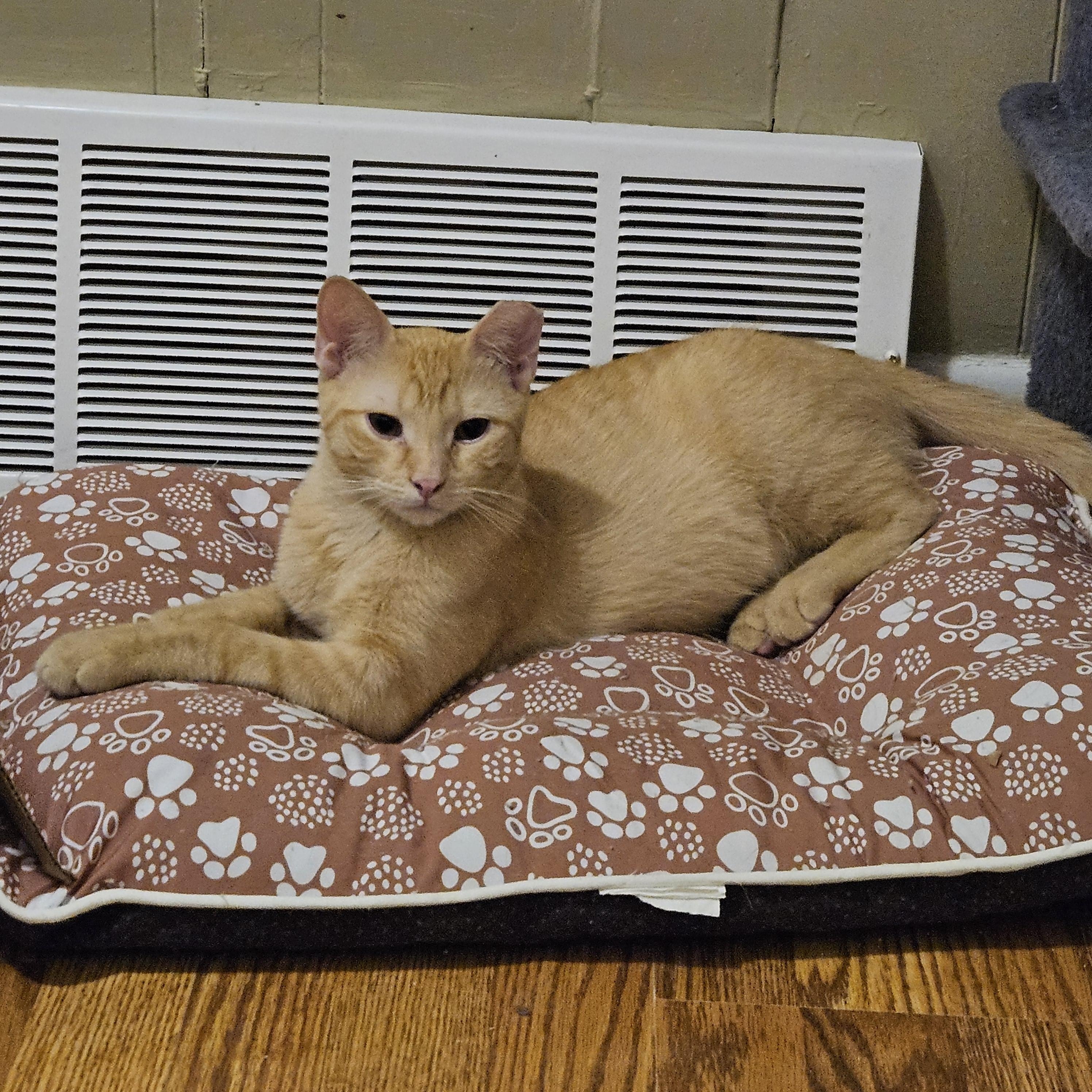 Enlarge Dancer, a ADOPTABLE Domestic Short Hair in Milwaukee, WI image 3/5