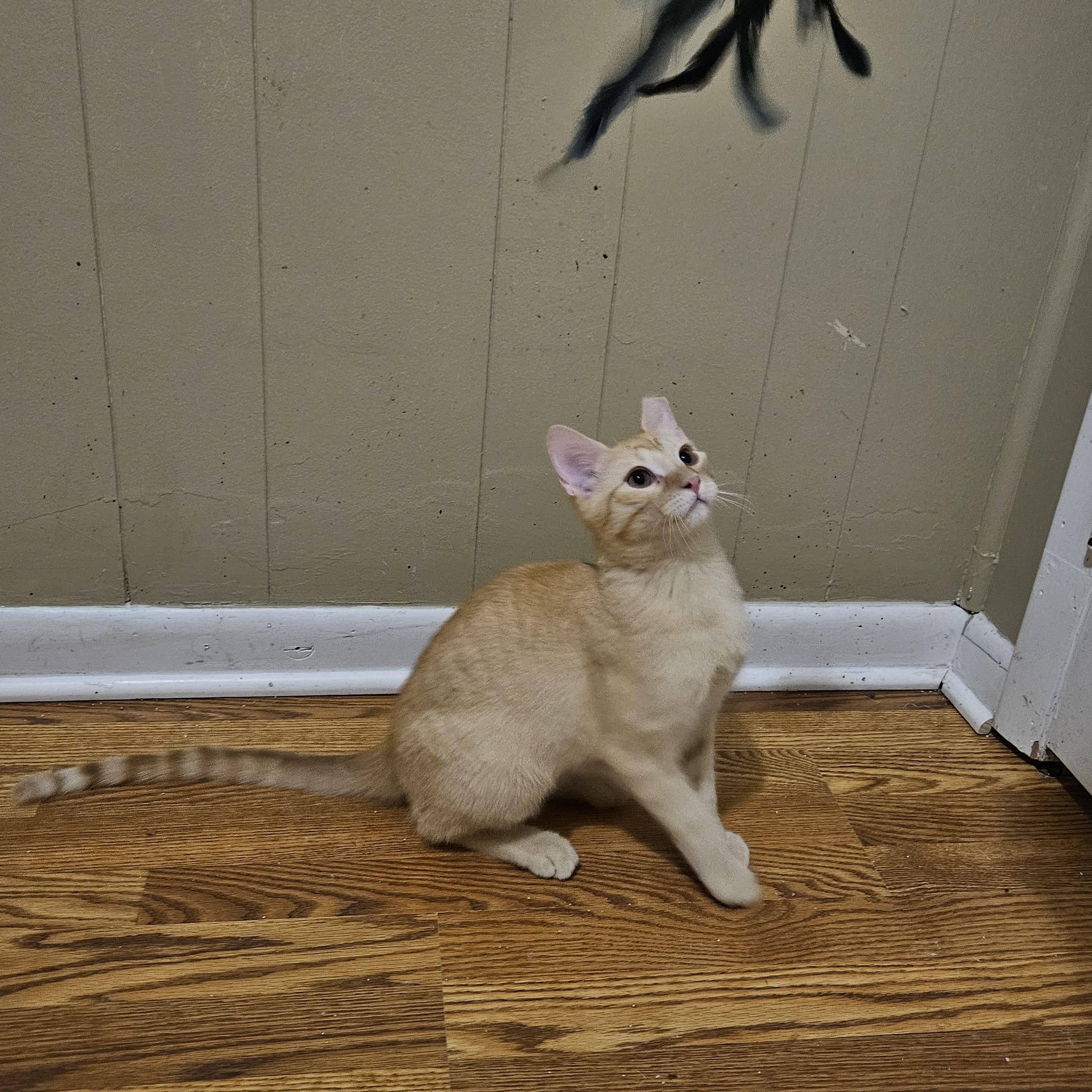 Enlarge Dancer, a ADOPTABLE Domestic Short Hair in Milwaukee, WI image 2/5