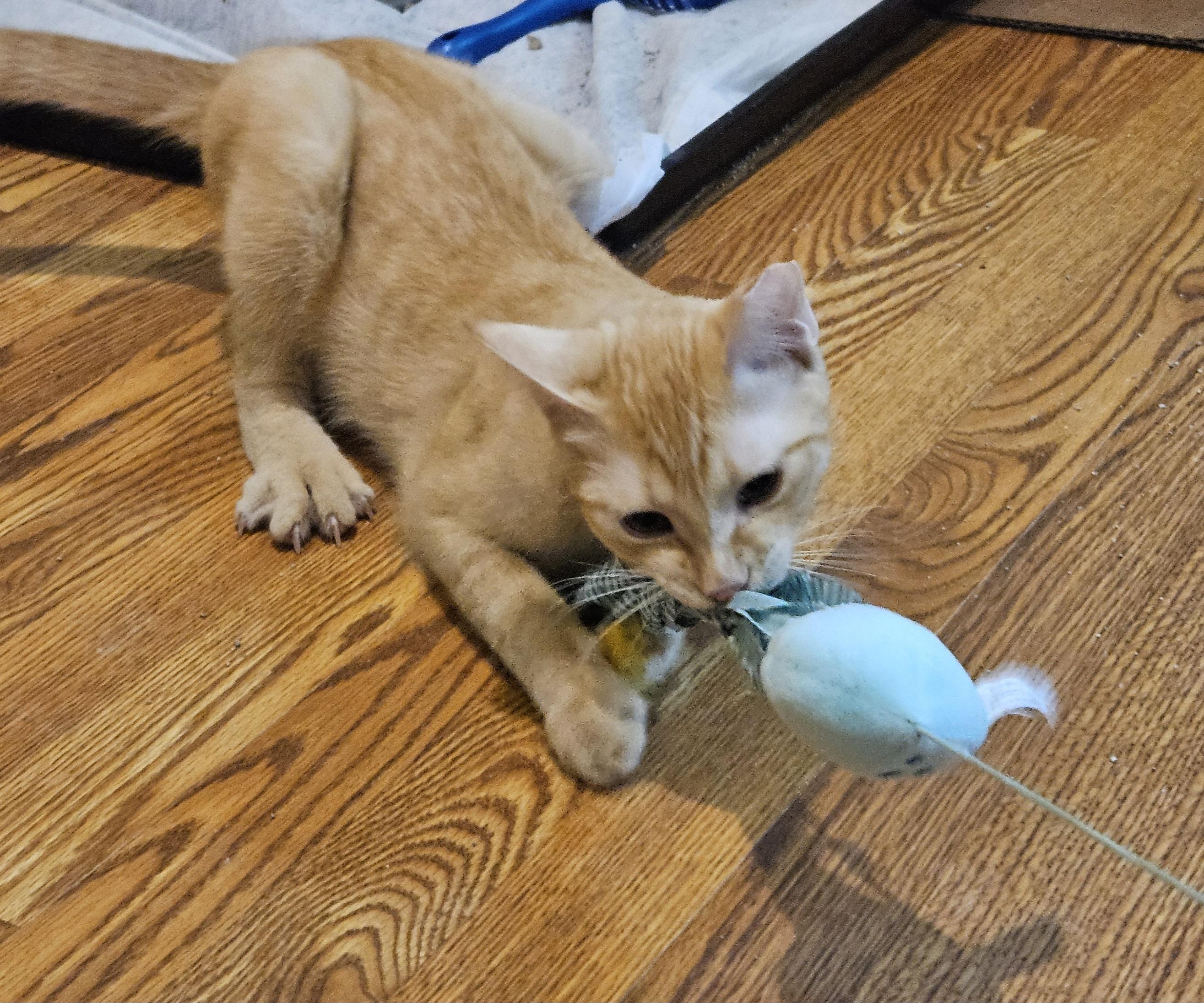Enlarge Dancer, a ADOPTABLE Domestic Short Hair in Milwaukee, WI image 4/5