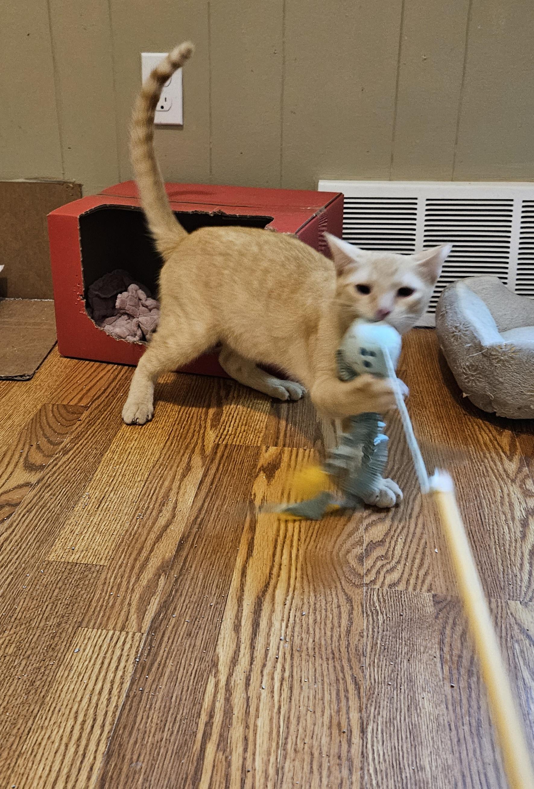 Enlarge Dancer, a ADOPTABLE Domestic Short Hair in Milwaukee, WI image 5/5