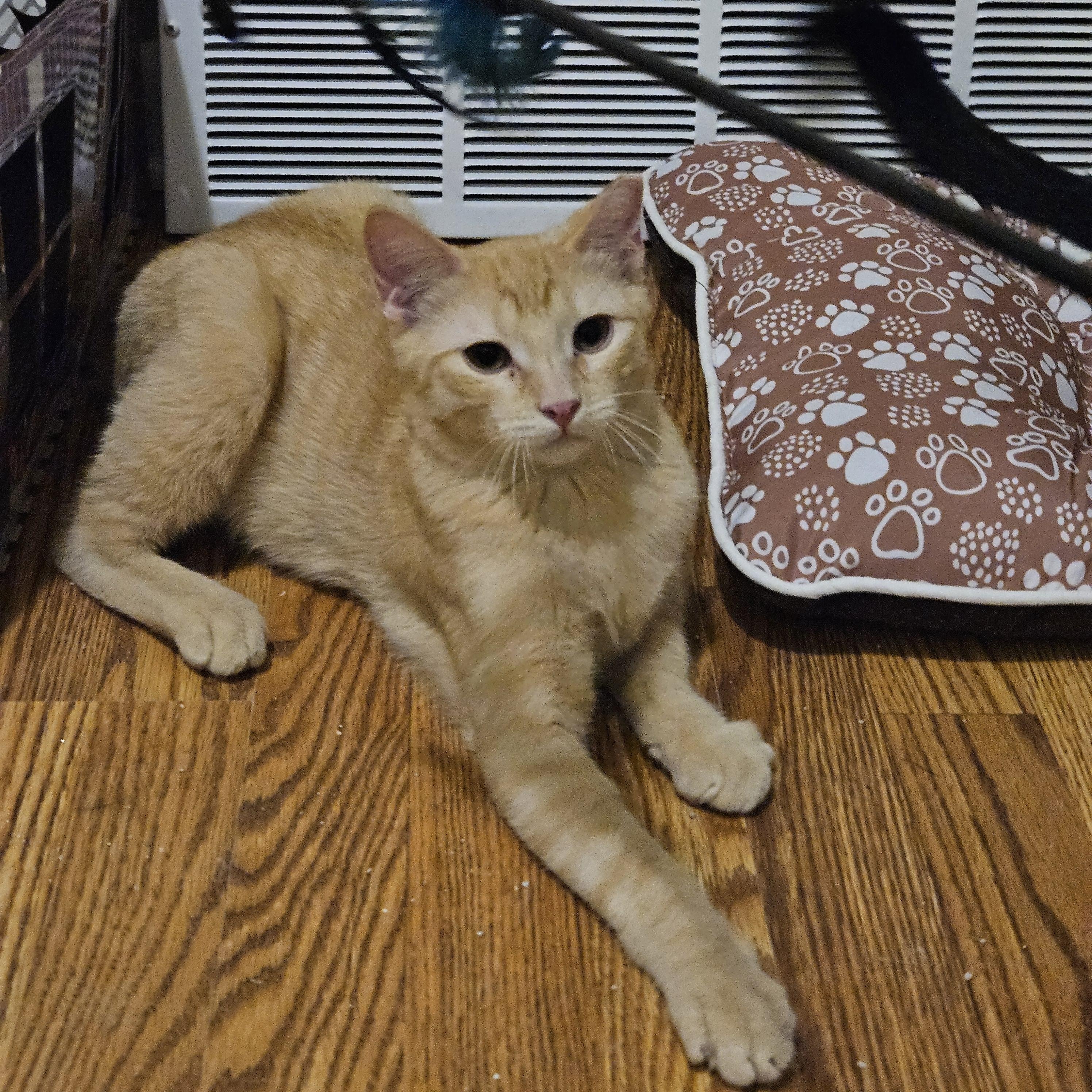 Dancer, ADOPTABLE, Young Male Domestic Short Hair.