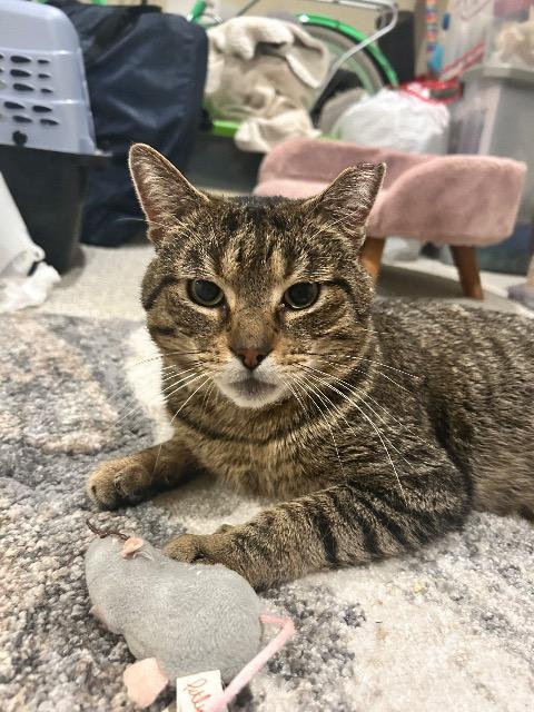 Enlarge Ilya, a Found mixed breed in Pawtucket, RI image 1/1