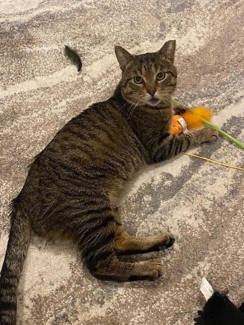 Ilya, Adoptable, Young Male Domestic Short Hair.