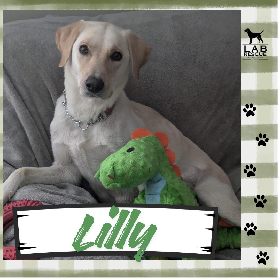 Lilly, adopted, Young Female Yellow Labrador Retriever.