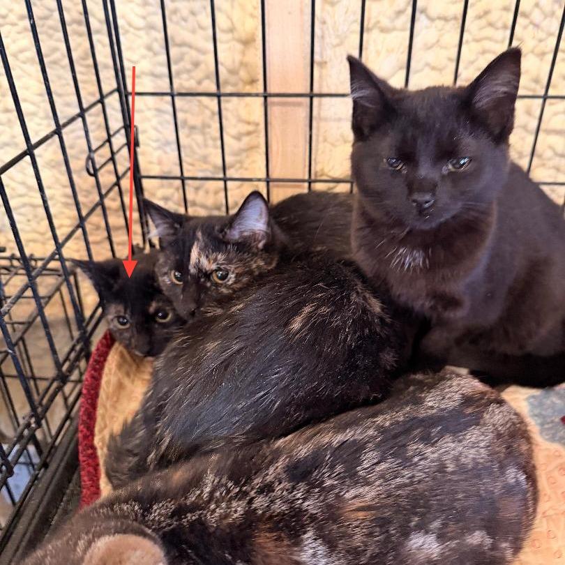 Hedwig, a Adoptable Domestic Short Hair in Park Falls, WI image 1/3