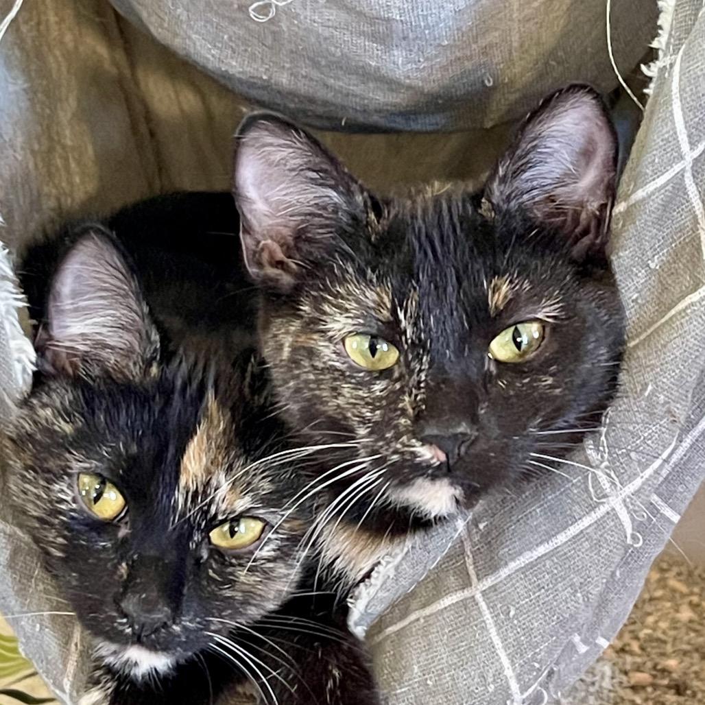 Hedwig, a Adoptable Domestic Short Hair in Park Falls, WI image 2/3