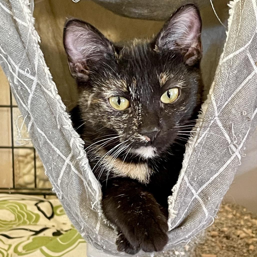 Hedwig, a Adoptable Domestic Short Hair in Park Falls, WI image 3/3