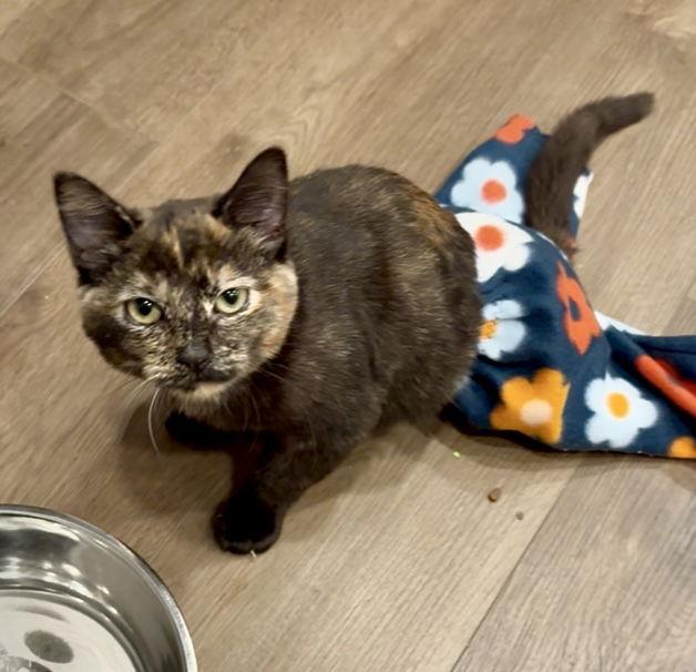 Vivian, Adoptable, Kitten Female Domestic Short Hair.