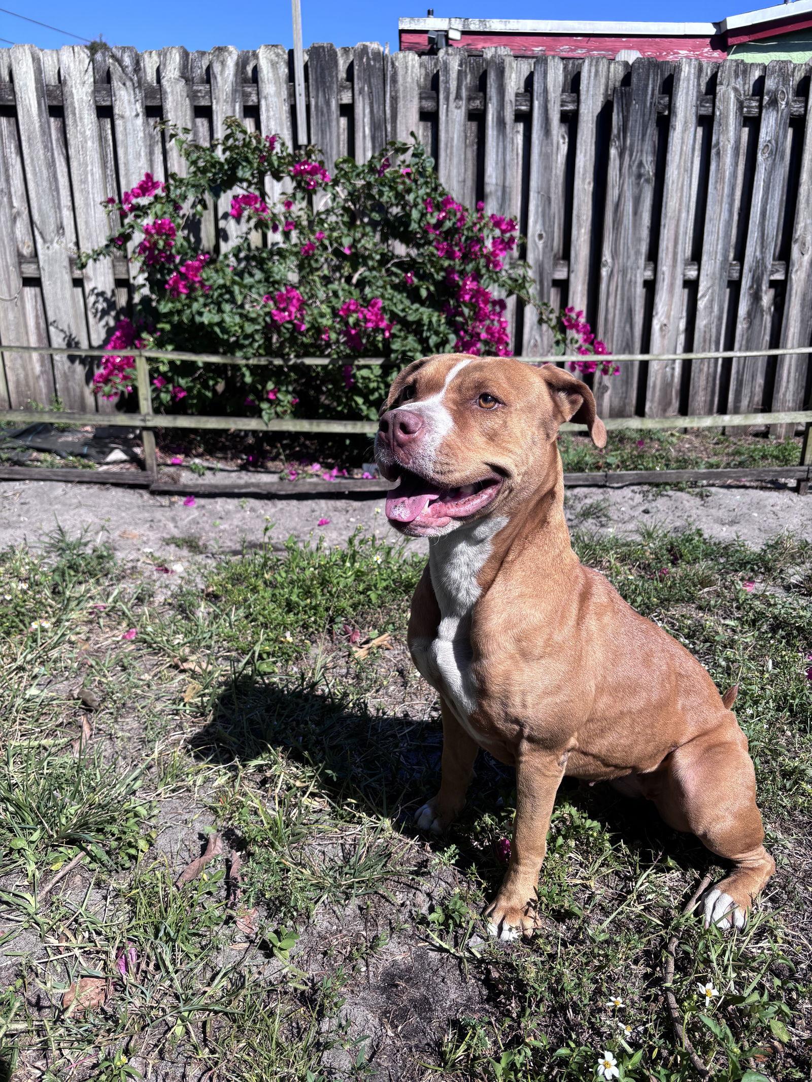 Flo Lopez, Adoptable, Adult Female Mixed Breed.