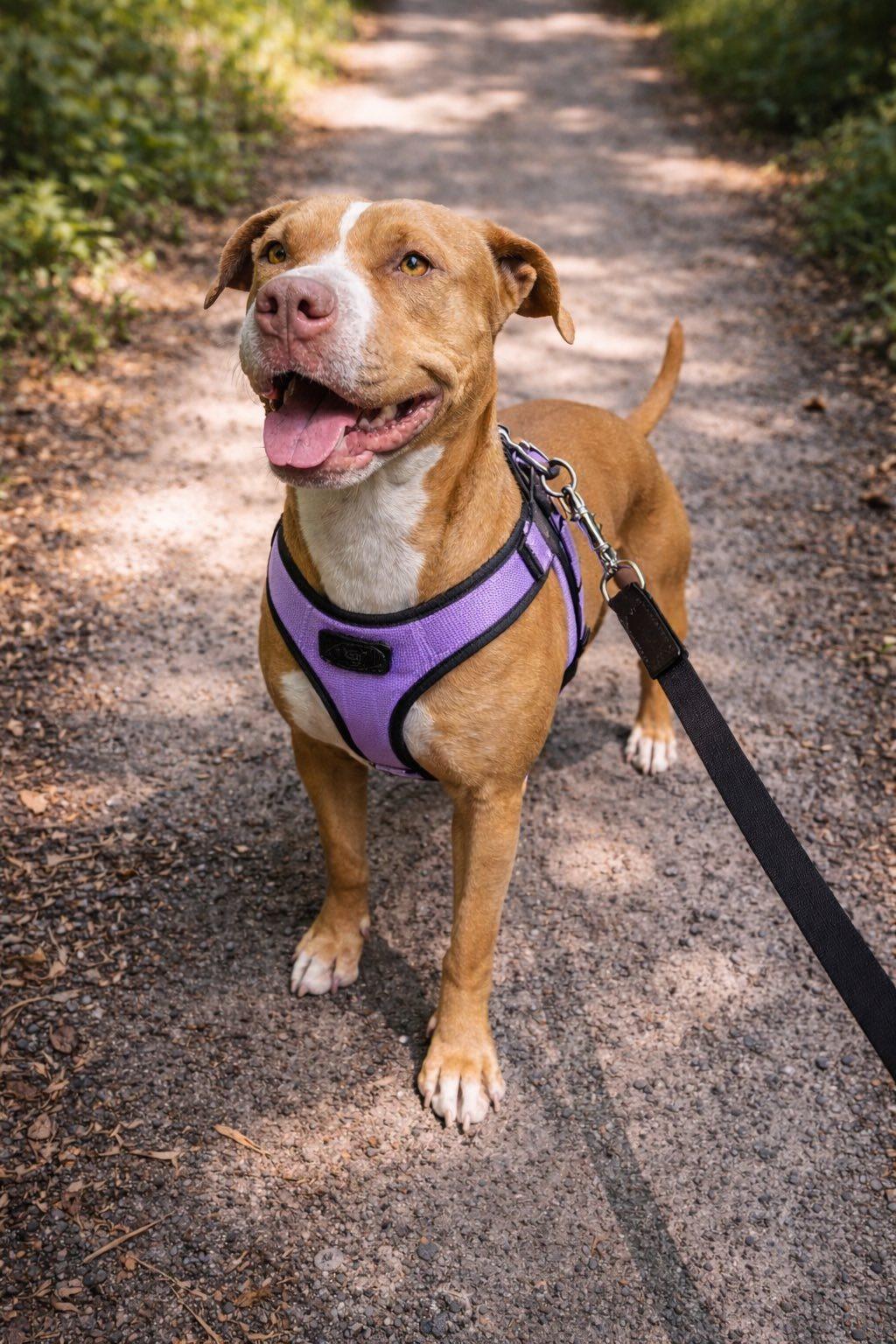 Enlarge Flo Lopez, a Adoptable Mixed Breed in Gainesville, FL image 2/3
