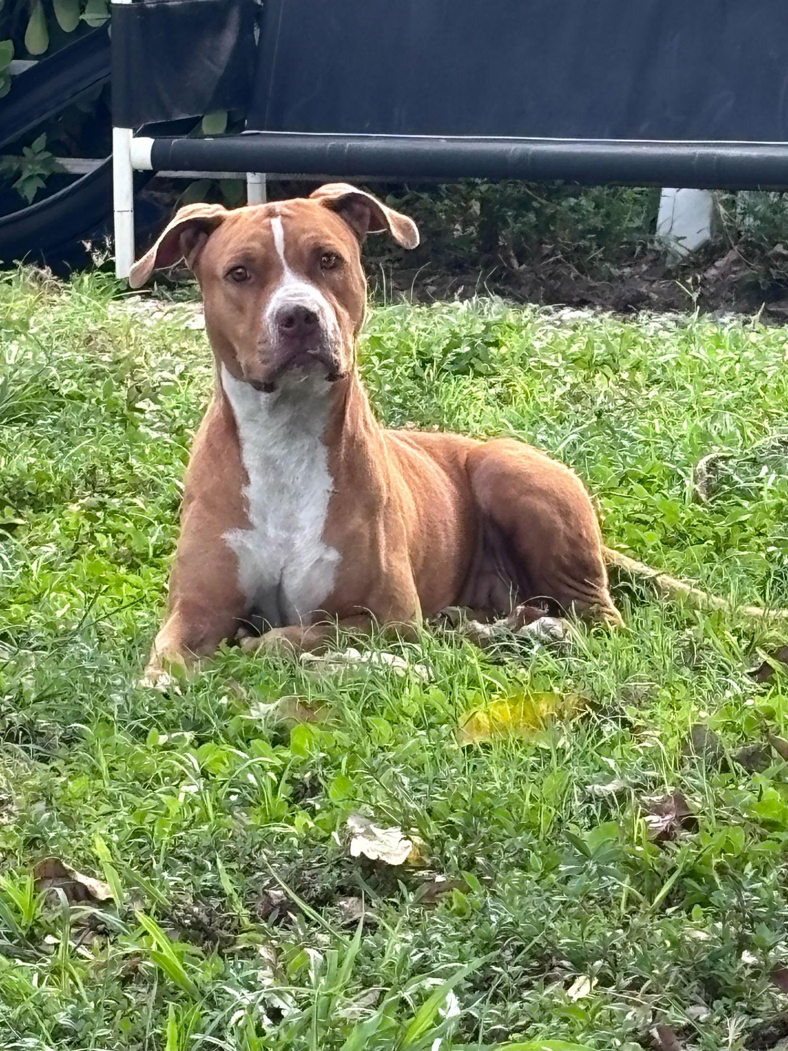 Flo Lopez, a Adoptable Mixed Breed in Gainesville, FL image 2/3
