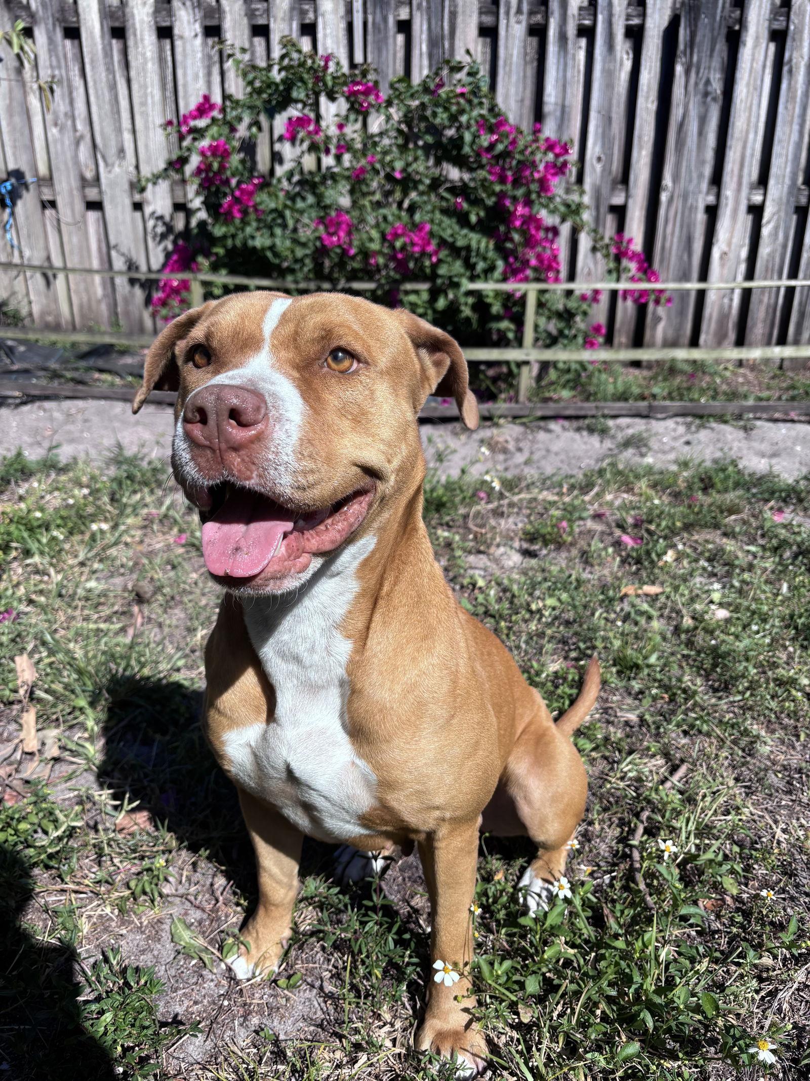 Flo Lopez, a Adoptable Mixed Breed in Gainesville, FL image 3/3