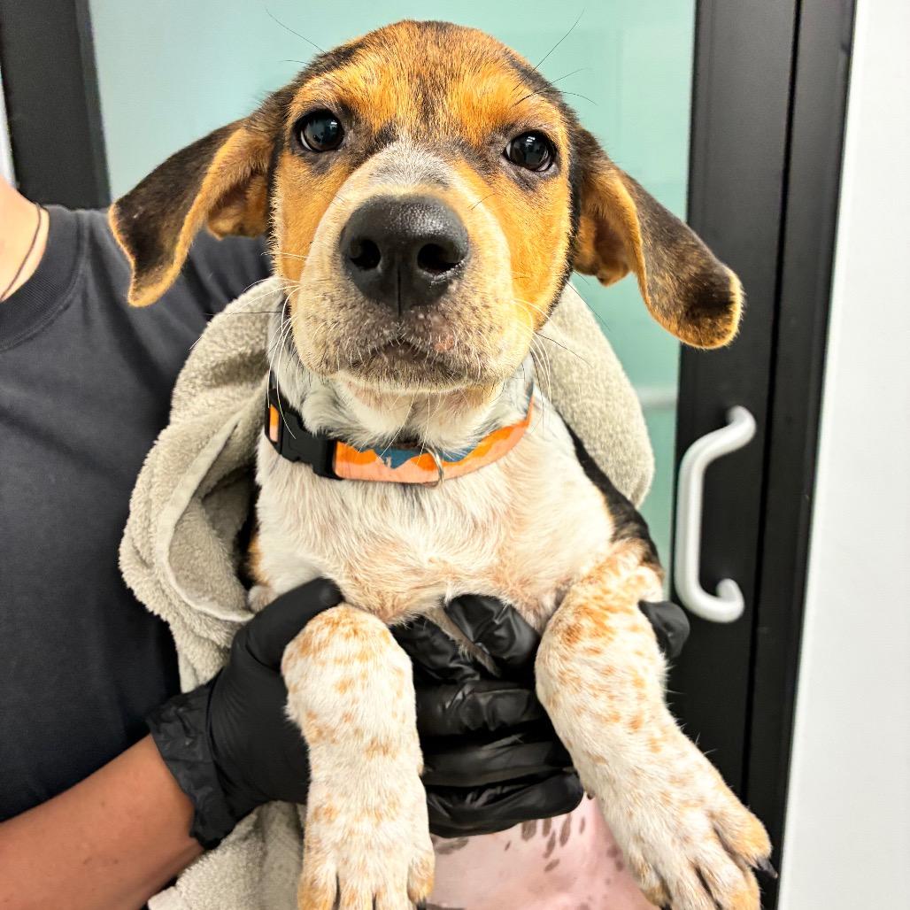 Enlarge Tangina, a Adoptable mixed breed in Abilene, TX image 1/1
