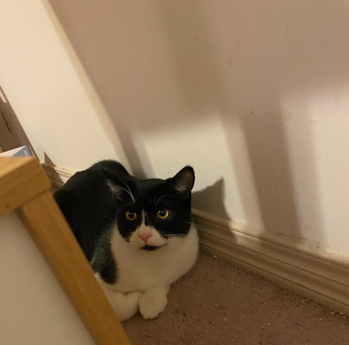 Enlarge Zorro, a Adoptable Tuxedo in Vancouver, BC image 2/5