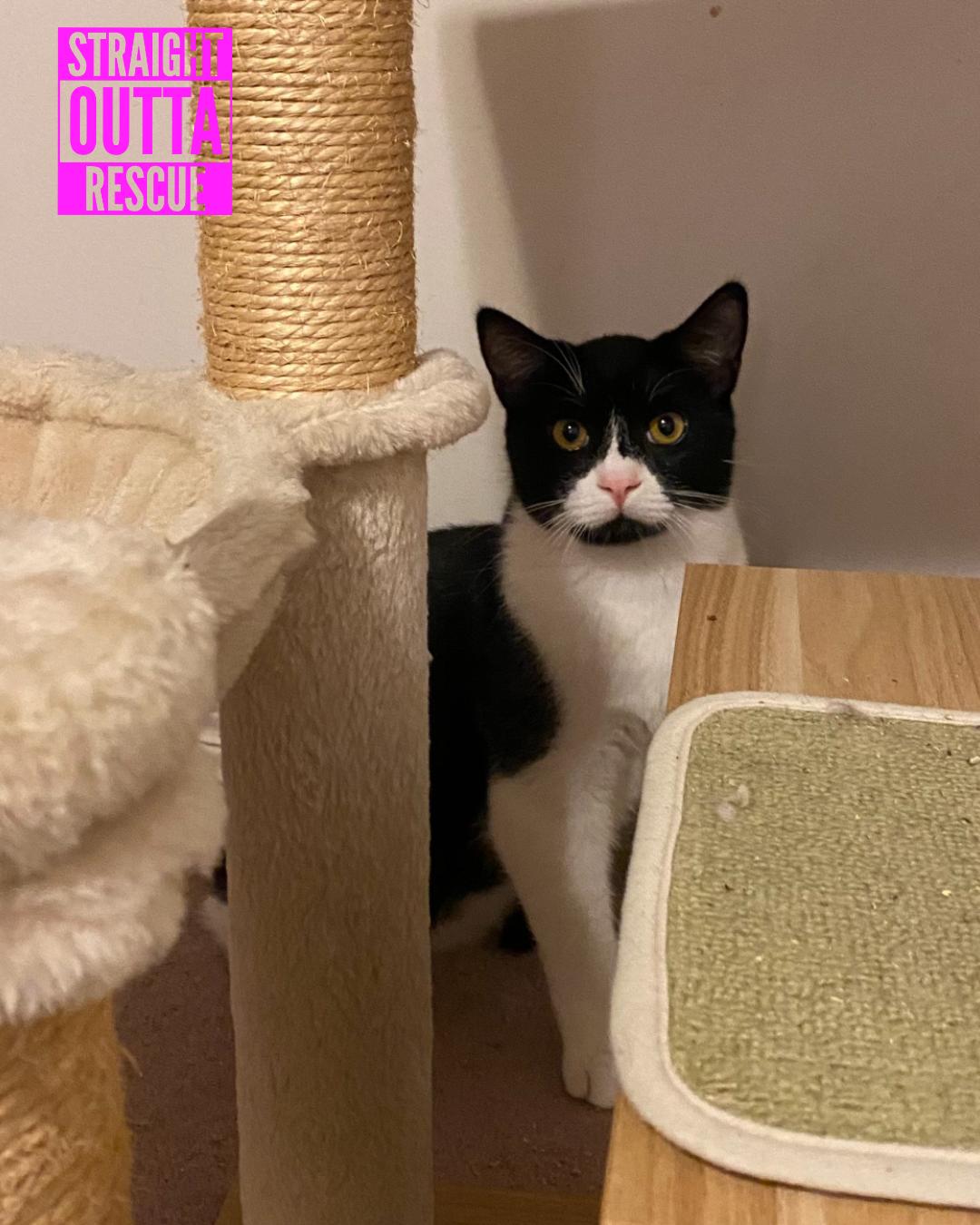 Enlarge Zorro, a Adoptable Tuxedo in Vancouver, BC image 3/5