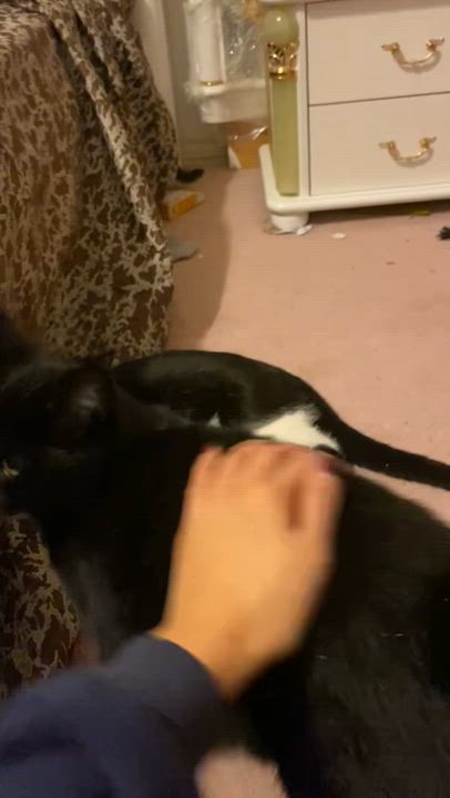 Enlarge Zorro, a Adoptable Tuxedo in Vancouver, BC video 5/5