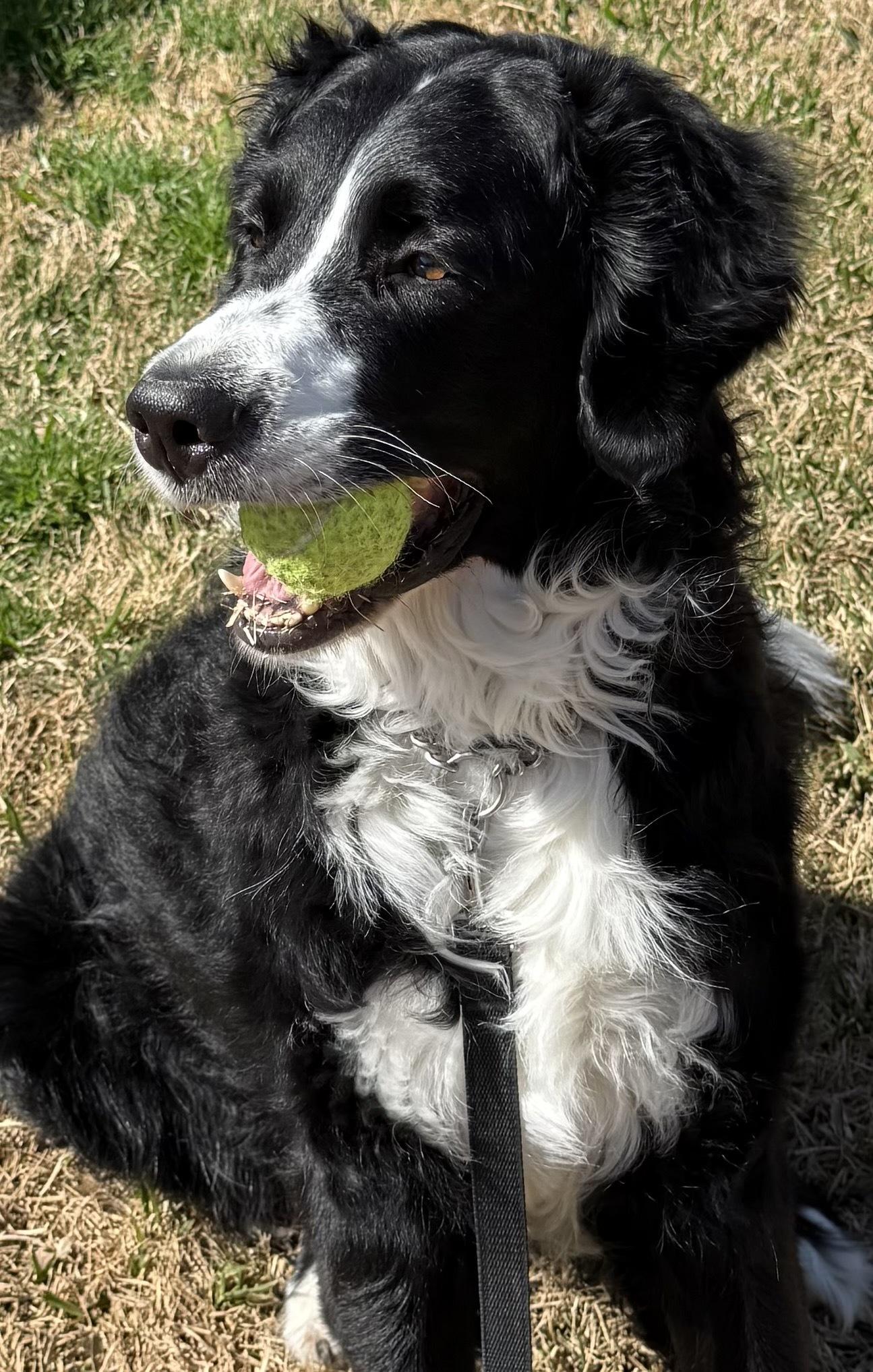 Enlarge MacDuff, a ADOPTABLE mixed breed in Garland, TX image 3/4