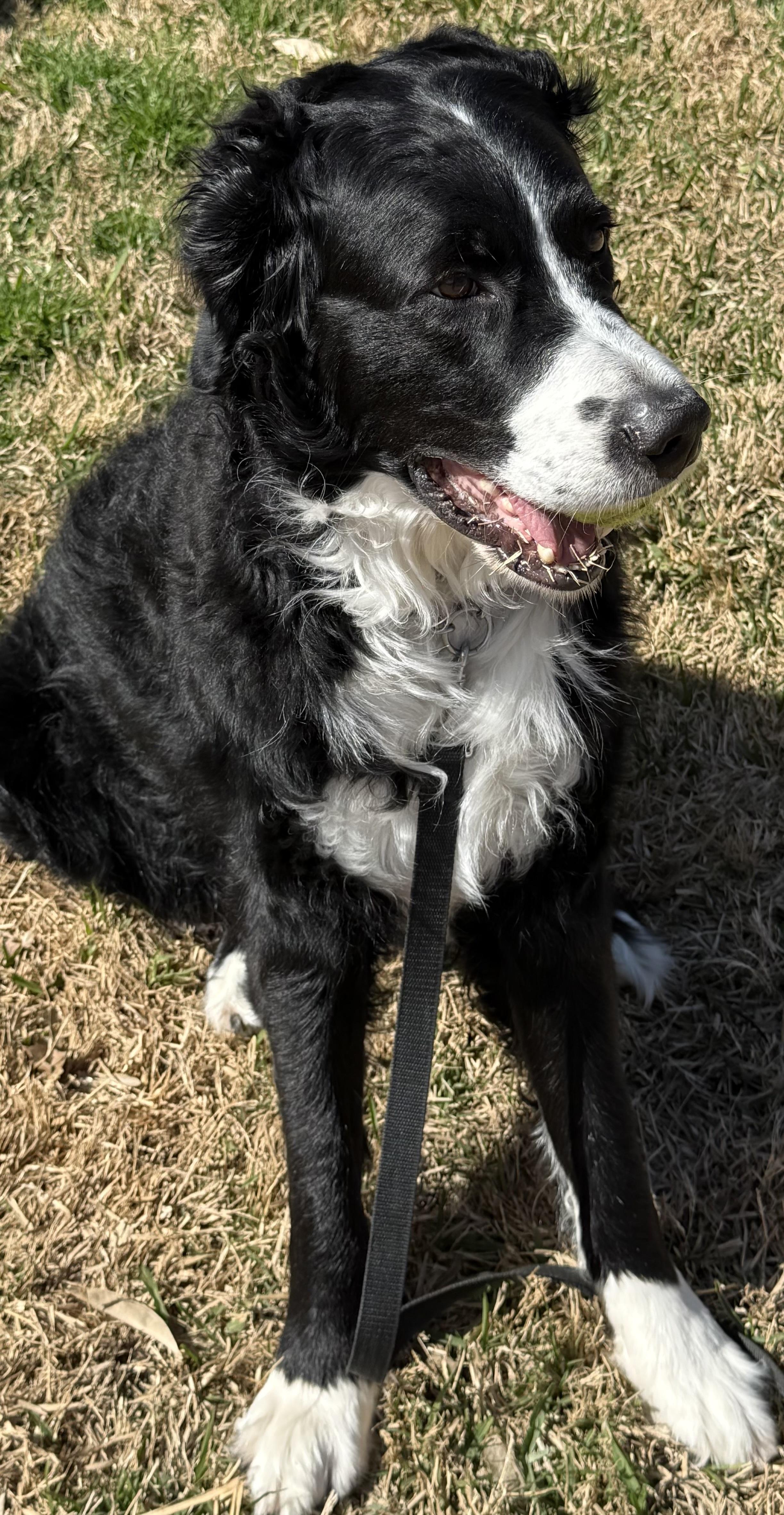 Enlarge MacDuff, a ADOPTABLE mixed breed in Garland, TX image 4/4