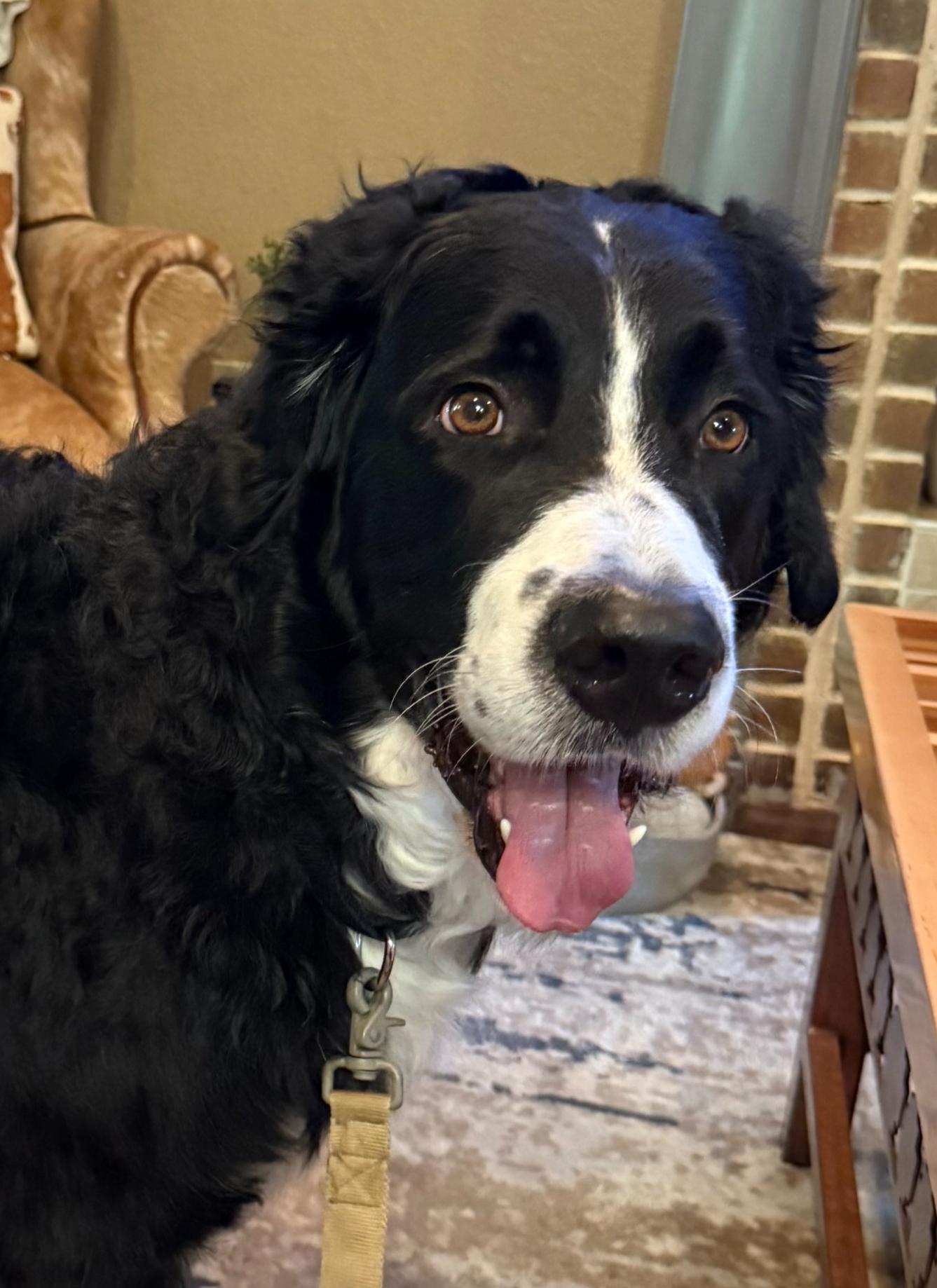 Enlarge MacDuff, a ADOPTABLE mixed breed in Garland, TX image 1/4