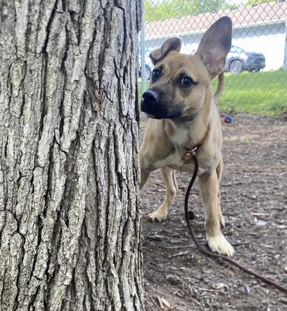Courage, Adoptable, Young Male Mixed Breed & Mixed Breed.