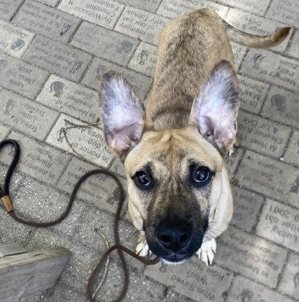 Enlarge Courage, a Adoptable mixed breed in Hobart, IN image 2/3