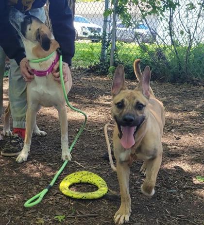 Enlarge Courage, a Adoptable mixed breed in Hobart, IN image 3/3