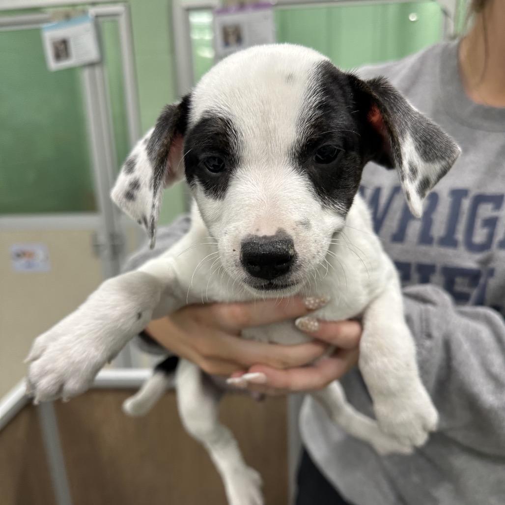 Grim, Adoptable, Puppy Male Mixed Breed.