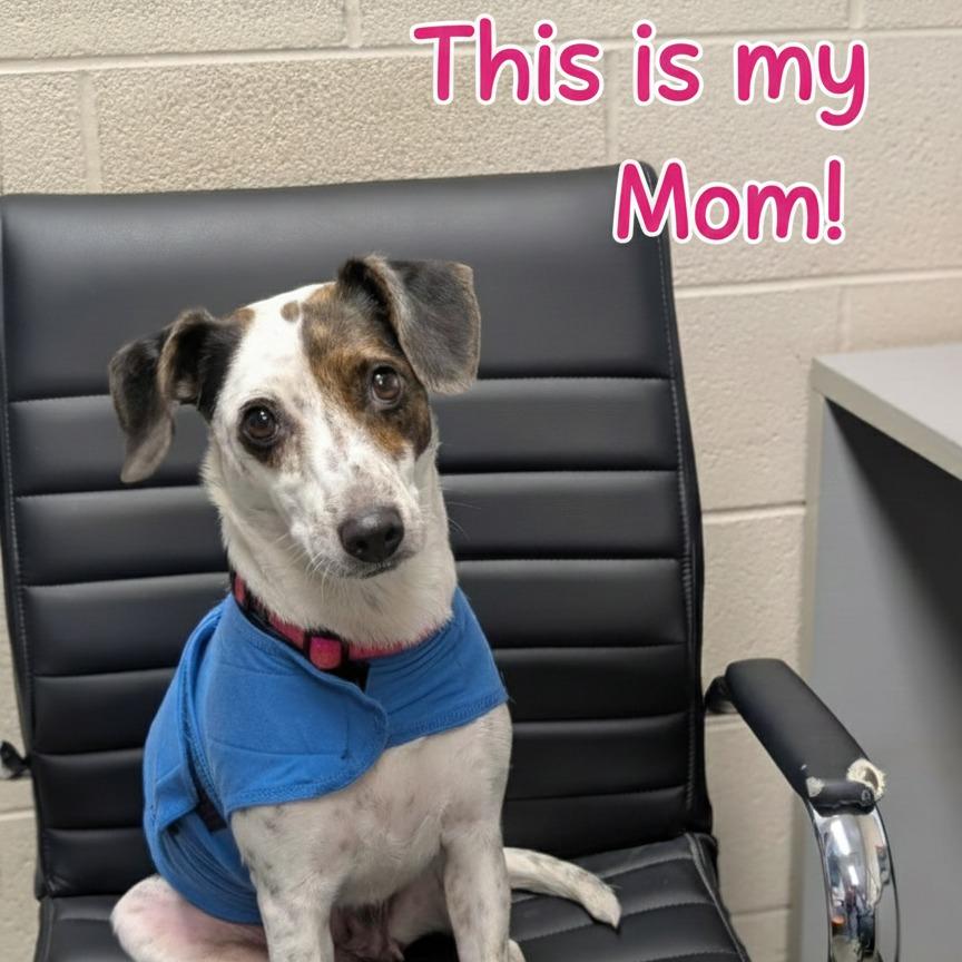 Grim, a Adoptable Mixed Breed in DeKalb, IL image 2/3