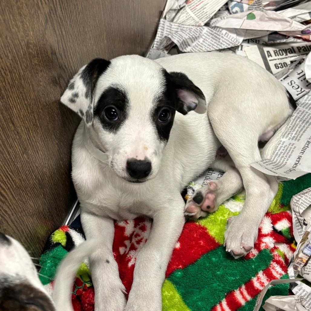 Grim, a Adoptable Mixed Breed in DeKalb, IL image 3/3