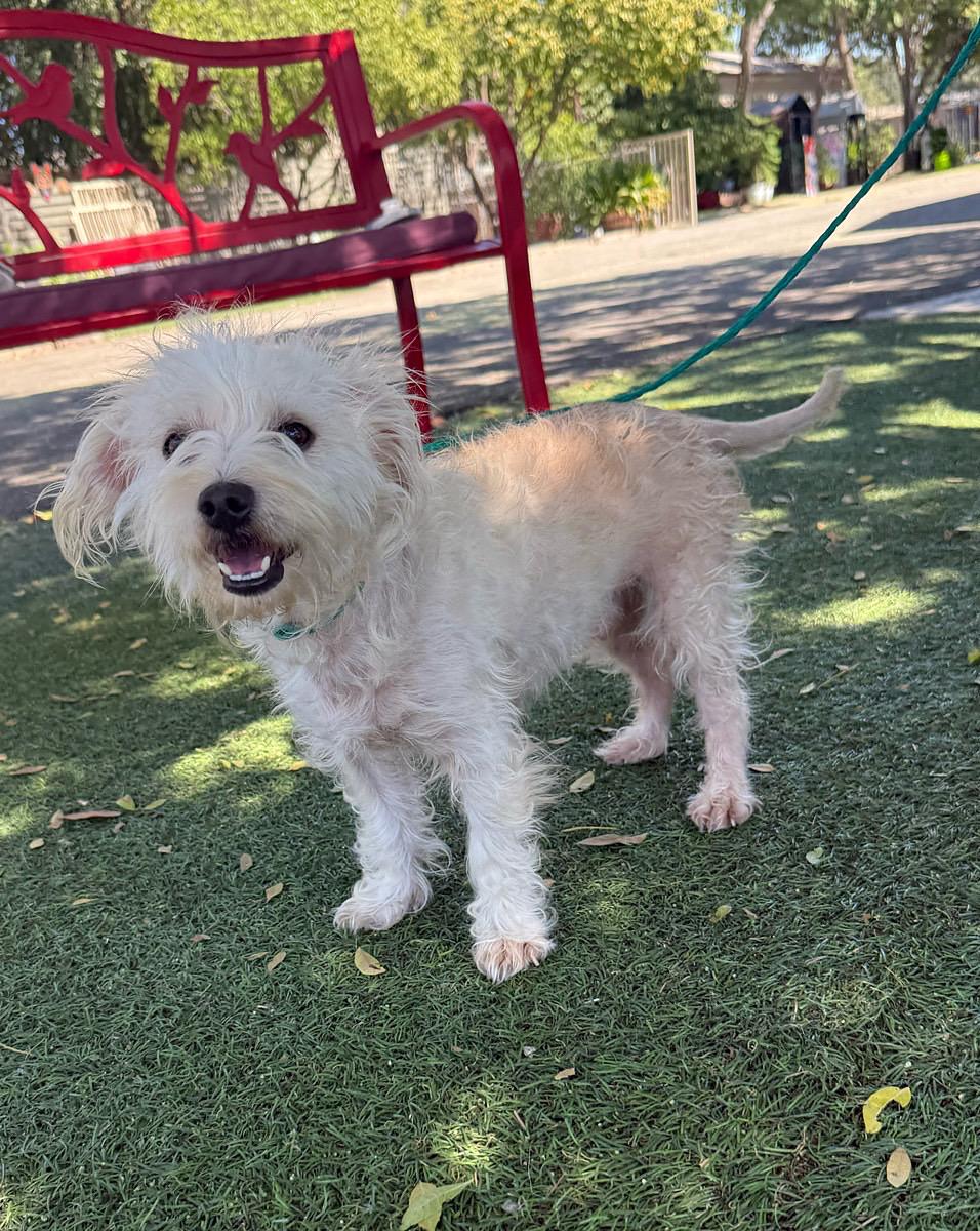 Sonny, Adoptable, Adult Male Maltese & Terrier.
