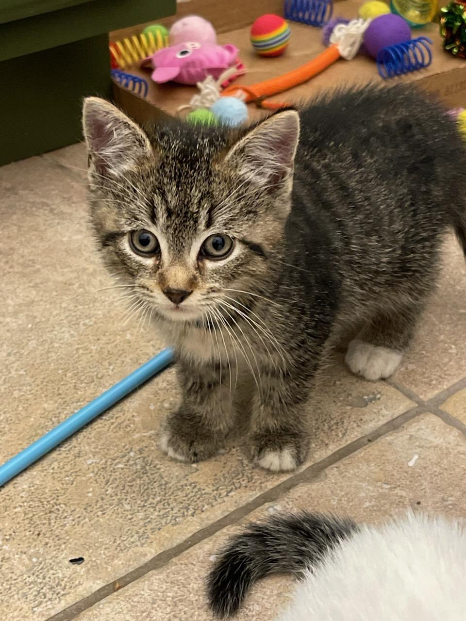 NOODLE & BEAR (bonded), Adoptable, Kitten Male Domestic Short Hair.