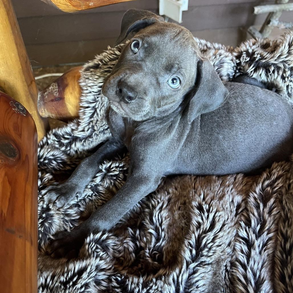 Enlarge Ahsoka, a Adoptable mixed breed in Hohenwald, TN image 2/4
