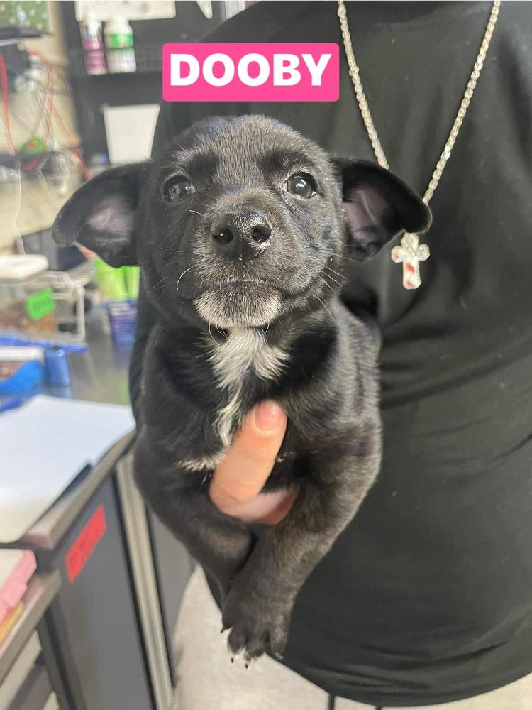 JV Dooby, Adoptable, Puppy Male Chihuahua & Miniature Pinscher.