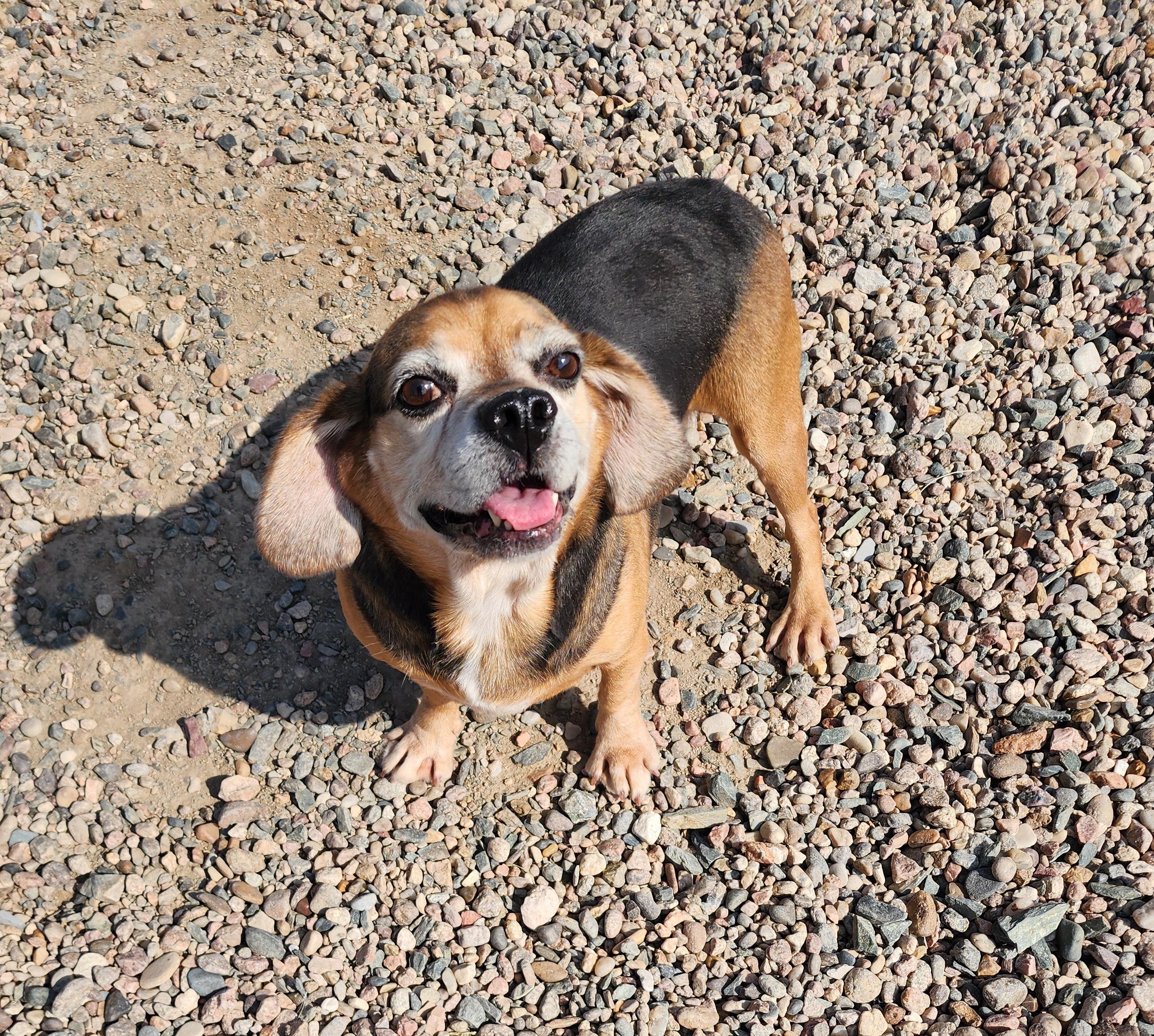 DeLorean, an adoptable Puggle in Hartville, WY, 82215 | Photo Image 2