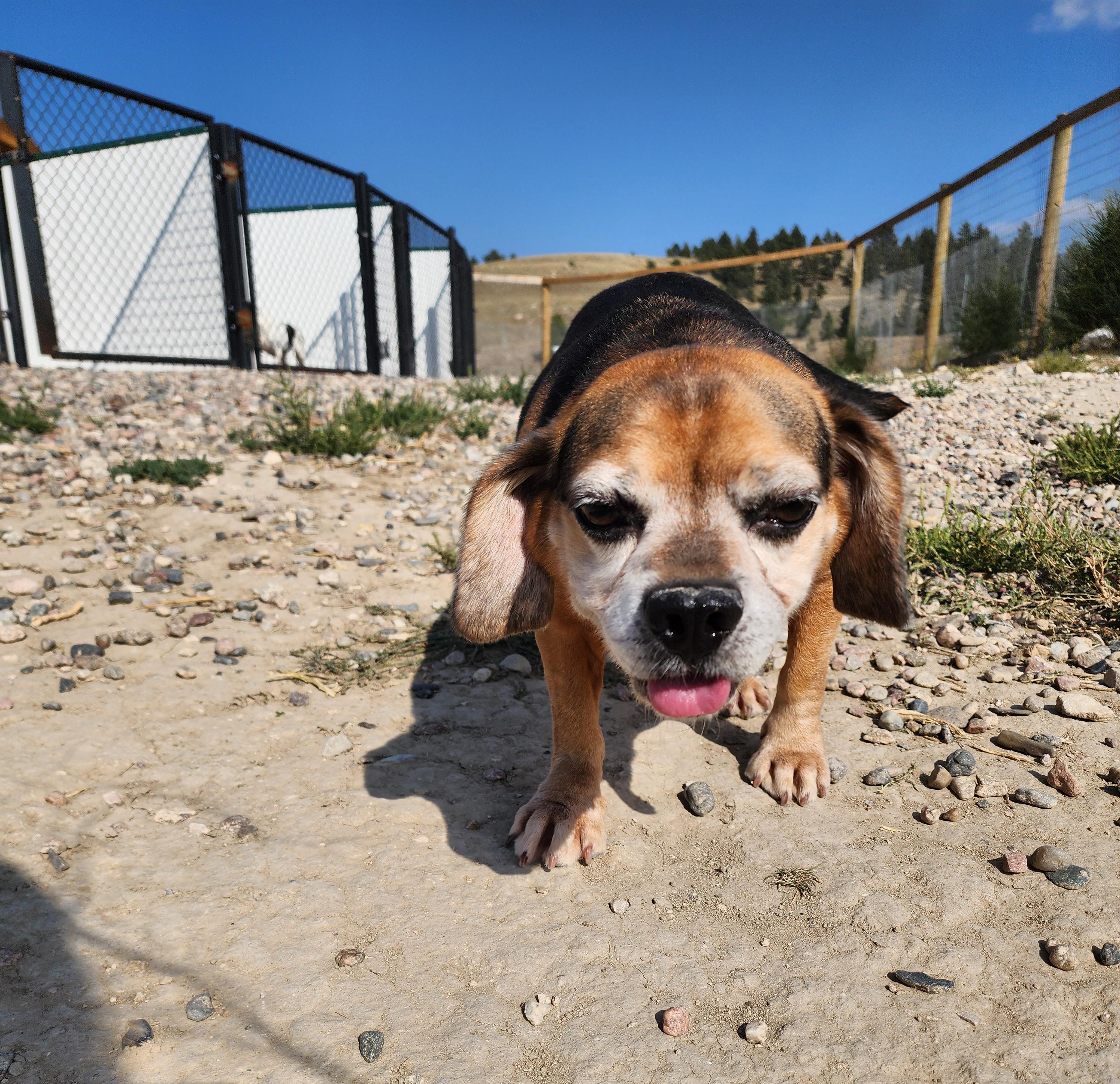 DeLorean, an adoptable Puggle in Hartville, WY, 82215 | Photo Image 3