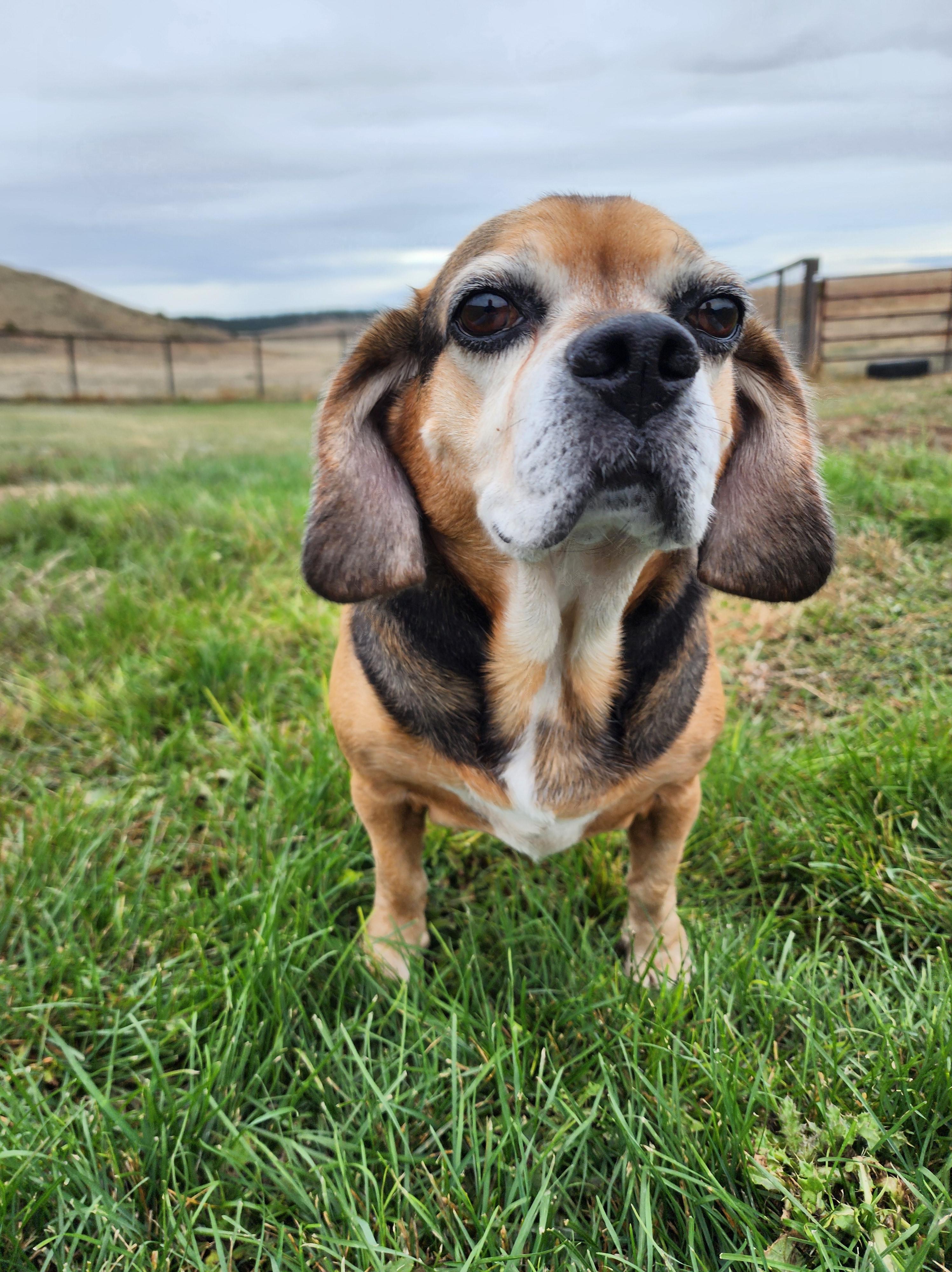 DeLorean, an adoptable Puggle in Hartville, WY, 82215 | Photo Image 1