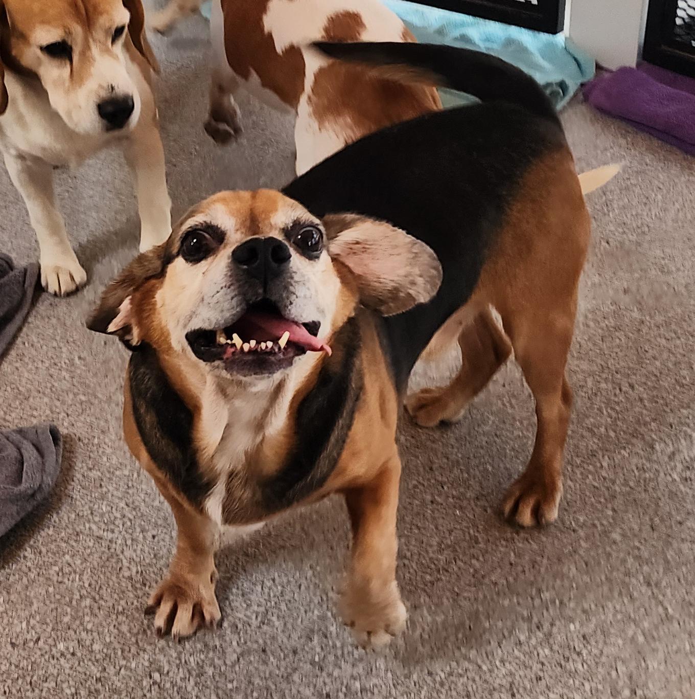 DeLorean, an adoptable Puggle in Hartville, WY, 82215 | Photo Image 4