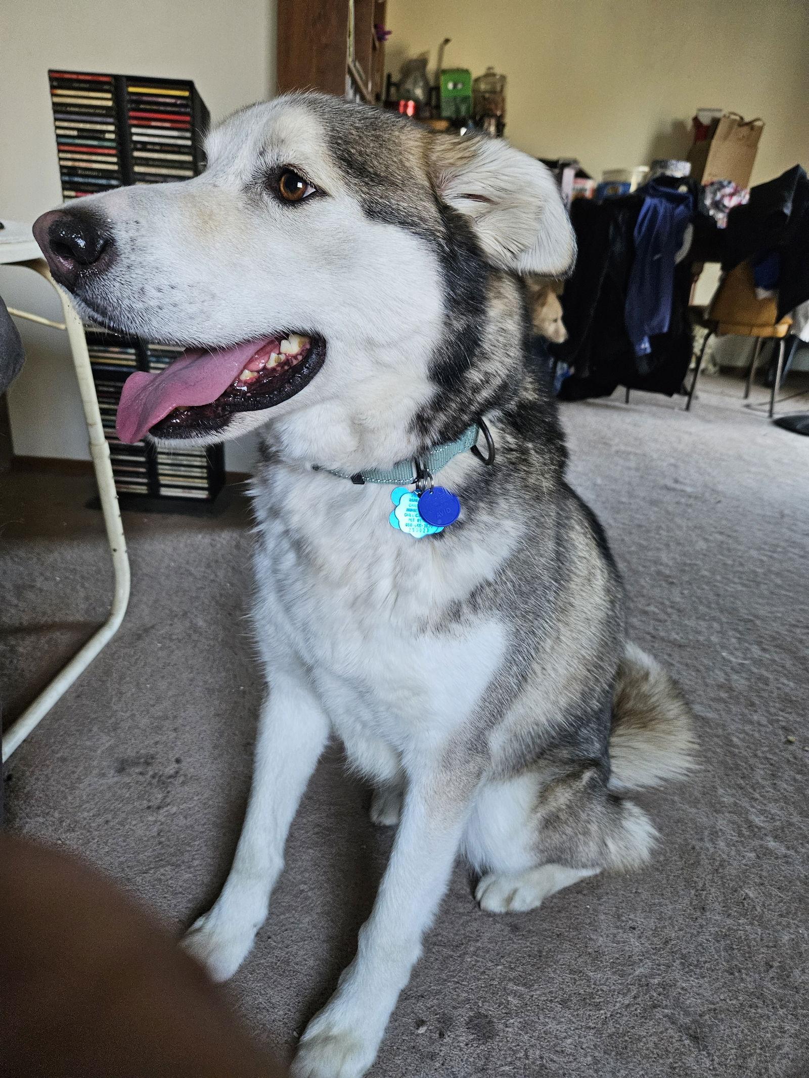 Enlarge Zephyr, a Adoptable Alaskan Malamute in Minneapolis, MN image 1/3