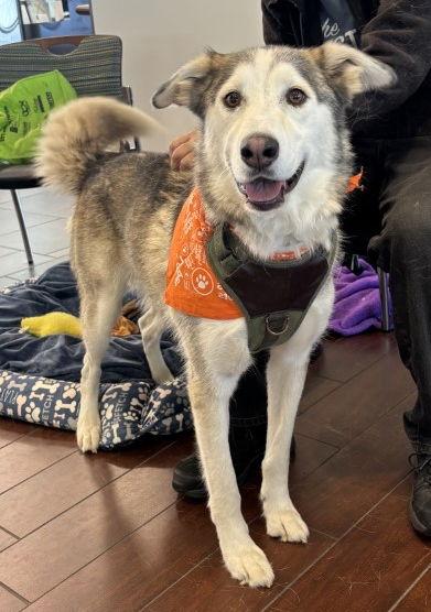Enlarge Zephyr, a Adoptable Alaskan Malamute in Minneapolis, MN image 3/3
