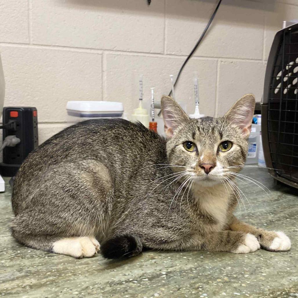 Enlarge Bronx, a Adoptable Domestic Short Hair in Hamilton, GA image 1/1