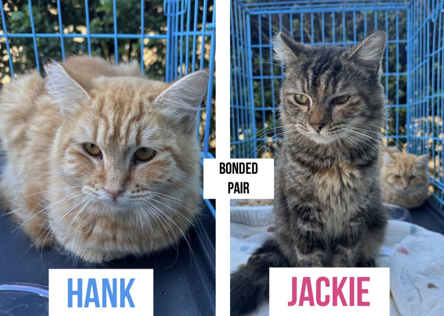 Hank(orange tabby) Jackie (tortie)